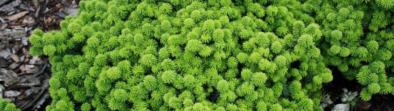 Опис ялиці бальзамічної Пікколо, її посадка і догляд