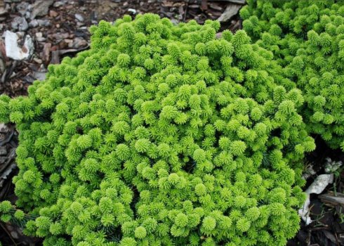 Опис ялиці бальзамічної Пікколо, її посадка і догляд