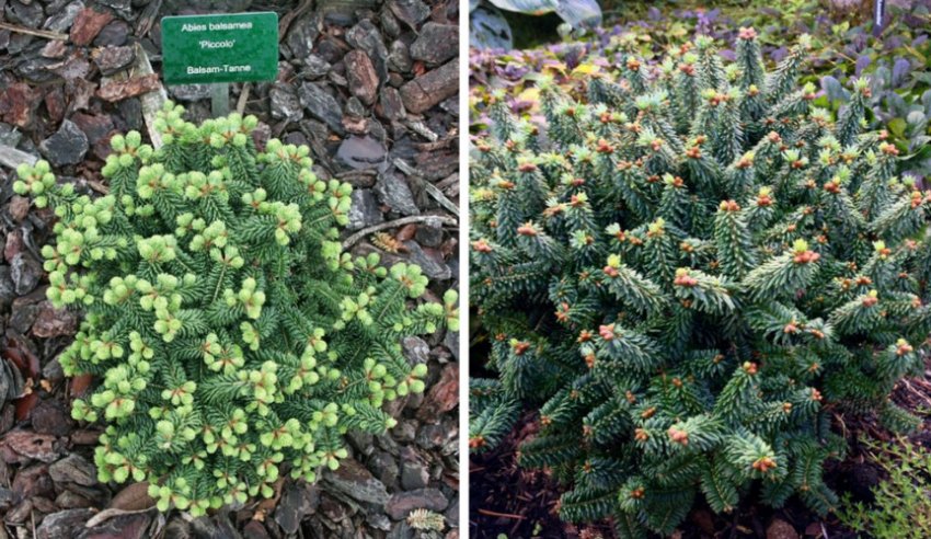 Ялиця Пиколло