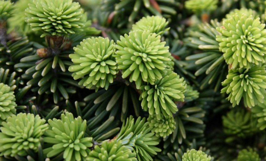 Ялиця бальзамічна Пікколо