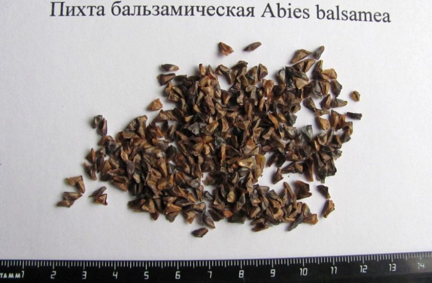 Насіння бальзамічної ялиці
