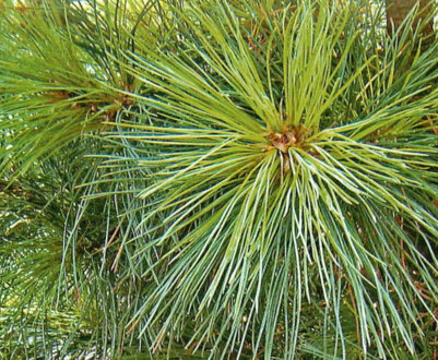 Характеристики і особливості вирощування сосни кедрової