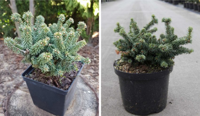 Саджанці ялиці Пиколло