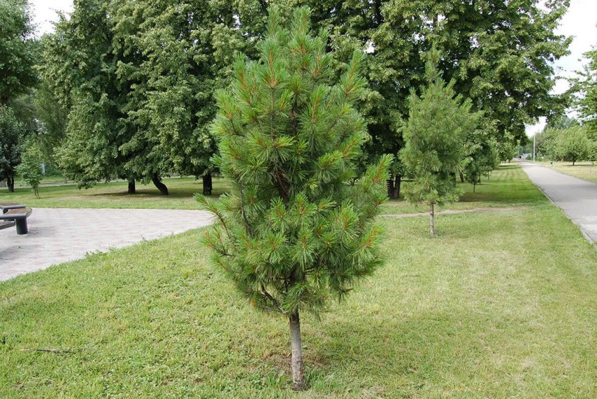 Сосна сибірська кедрова