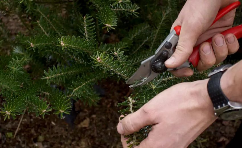 Обрізка ялиці