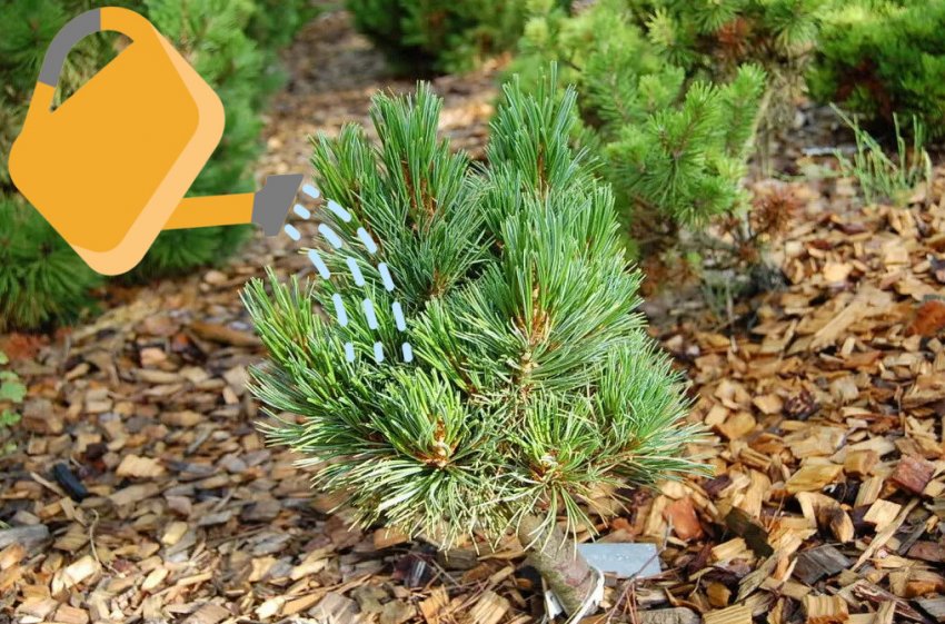 Полив сосни