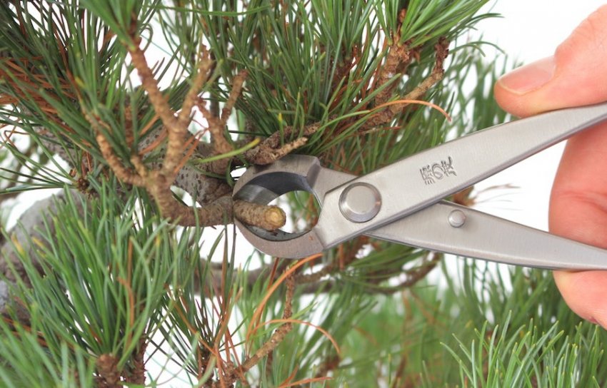 Обрізка сосни