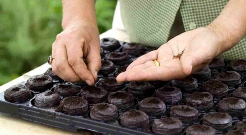 Посів насіння томатів на розсаду