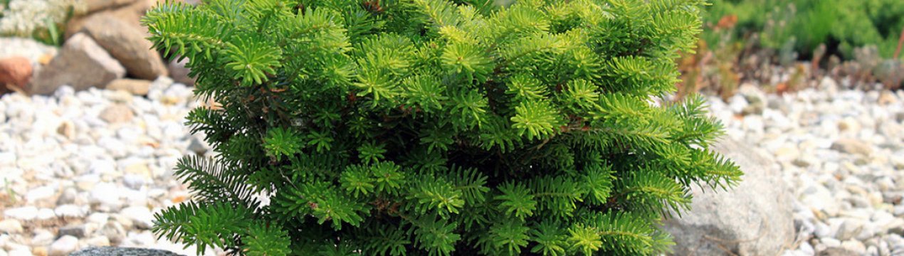 Опис ялиці корейської Цис, її посадка і догляд