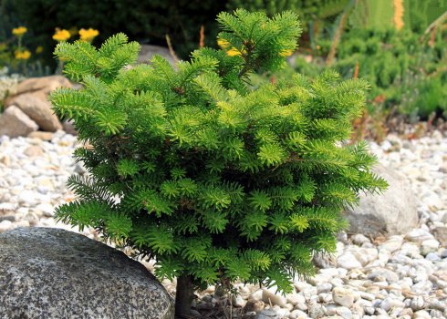 Опис ялиці корейської Цис, її посадка і догляд