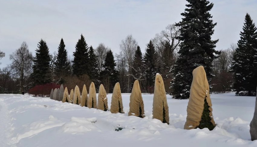 Підготовка сосни до зими