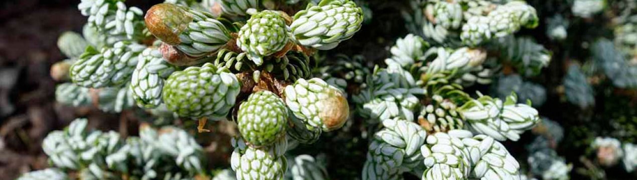 Опис ялиці корейської Когоутс Айсбрейкер, її посадка і догляд