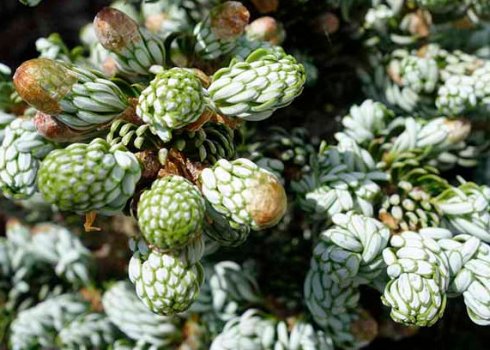 Опис ялиці корейської Когоутс Айсбрейкер, її посадка і догляд