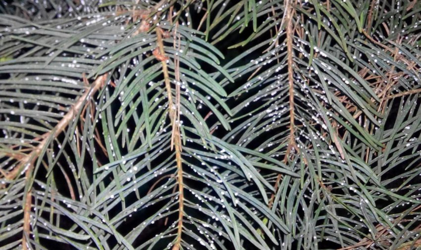 і гермес на сосні