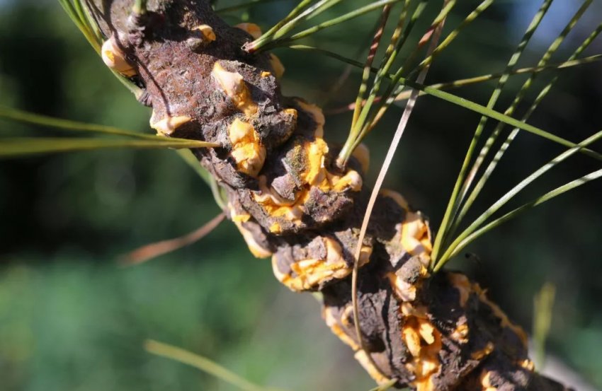 Іржа на сосні