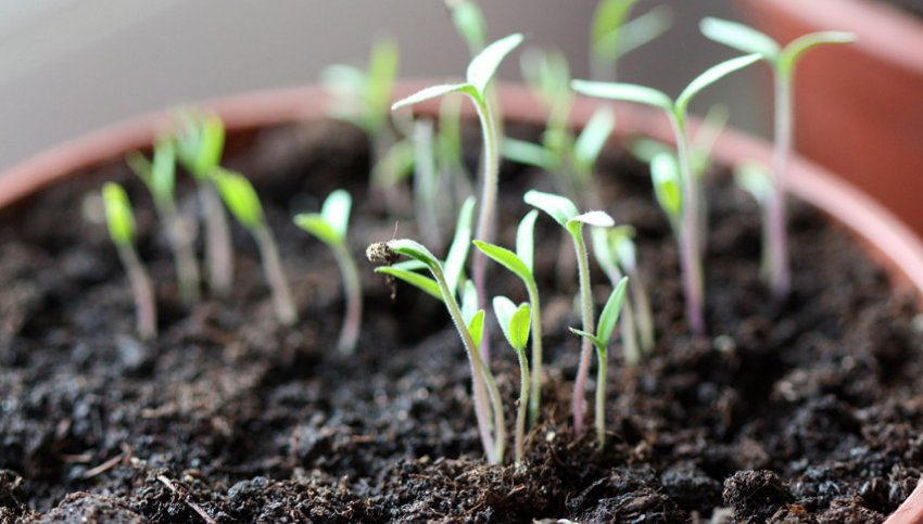 Сходи рассади