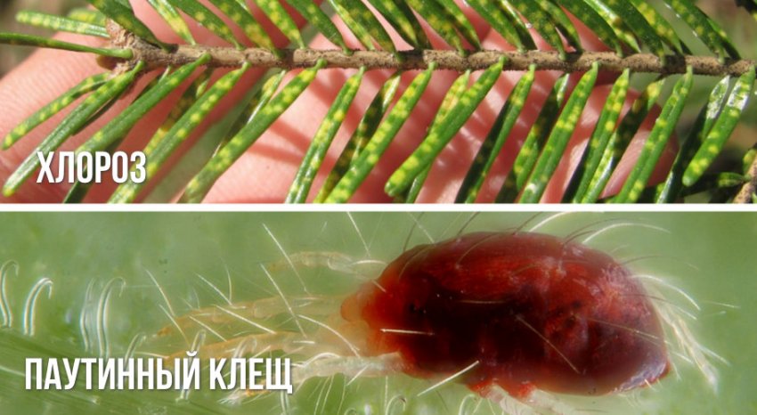 Хлороз і павутинний кліщ на ялиці
