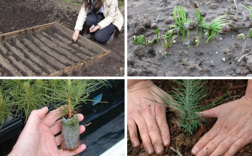 Посів насіння сосни