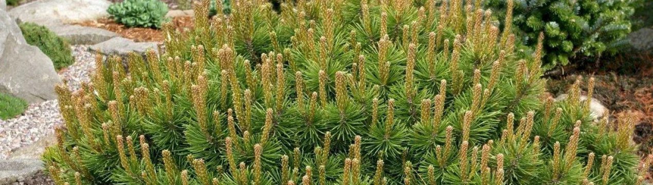 Опис сосни гірської Пумилио, її посадка і догляд