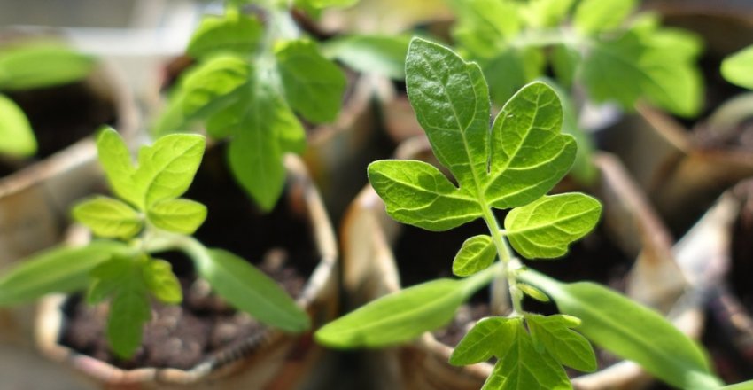 Розсада томатів