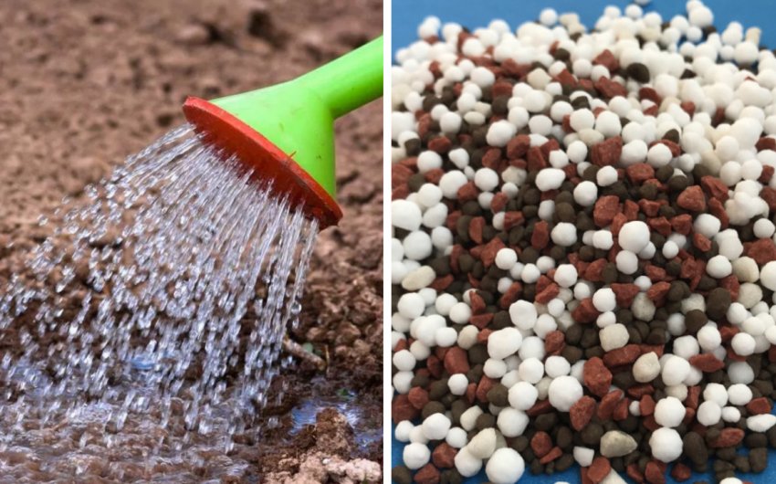 Полив і підгодівля сосни