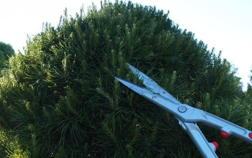 Обрізка сосни