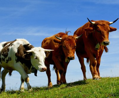 Анатомія корови