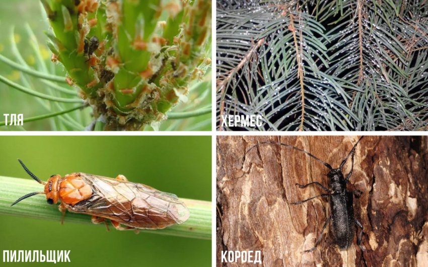 Шкідники сосни