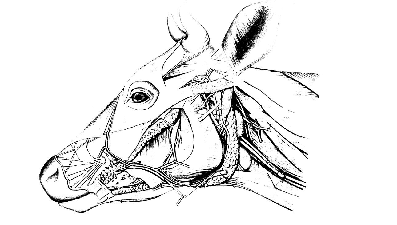 головы крс. мышцы головы крс. черепные нервы анатомия животных. мышцы головы крс анатомия. органы головы крупного рогатого скота.