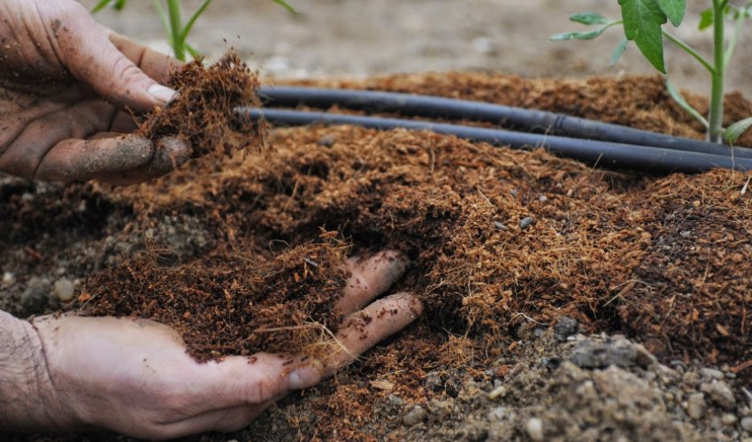 Підгодівля для томатів