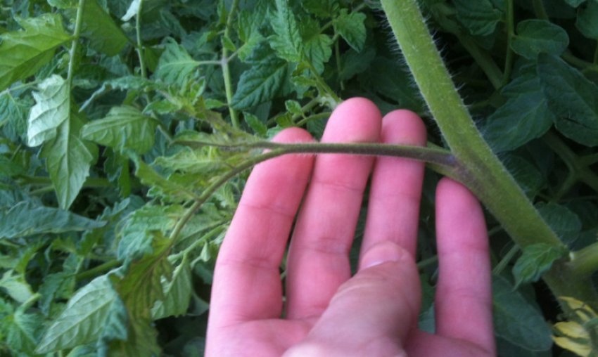 Пасинкування помідорів