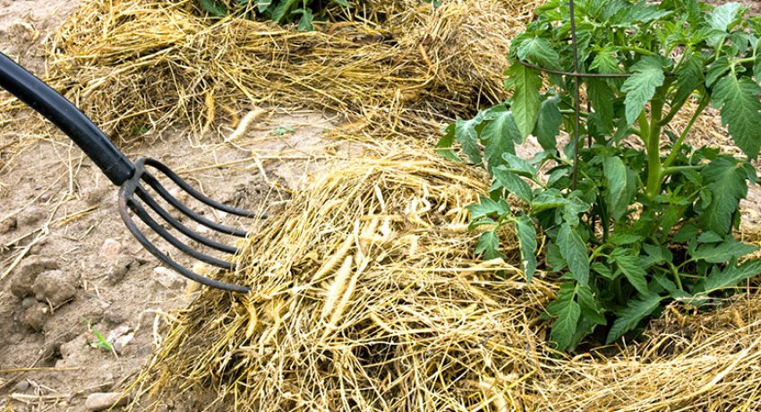 Мульчування