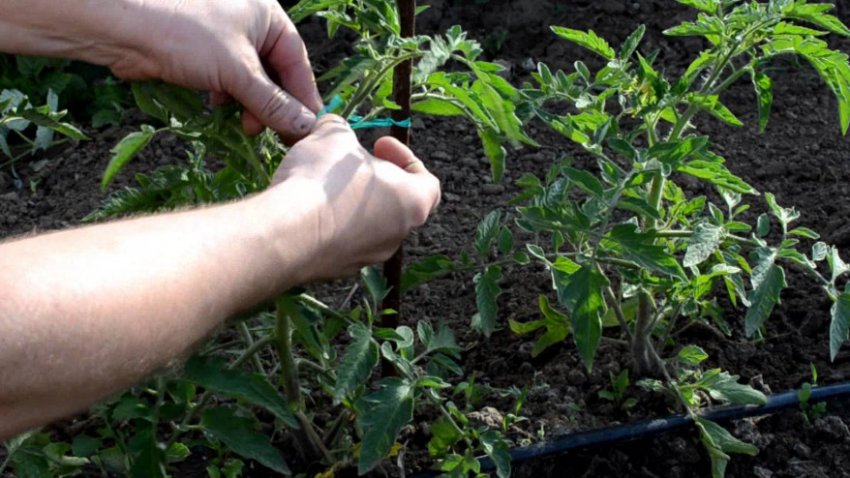 Підв'язка помідорного куща