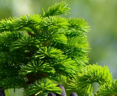 Коли і як підрізати ялицю