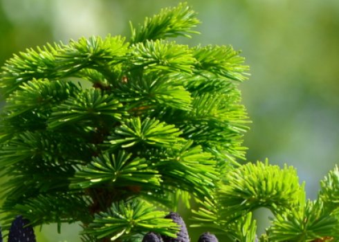 Коли і як підрізати ялицю