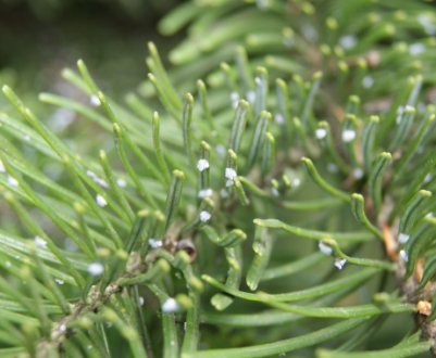 Лікування хвороб ялиці і боротьба з шкідниками