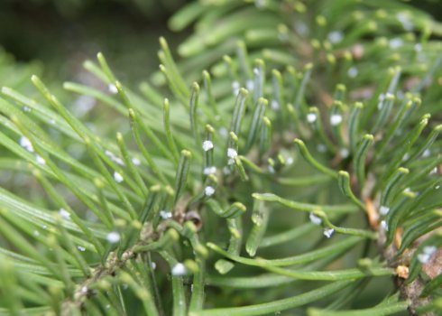 Лікування хвороб ялиці і боротьба з шкідниками