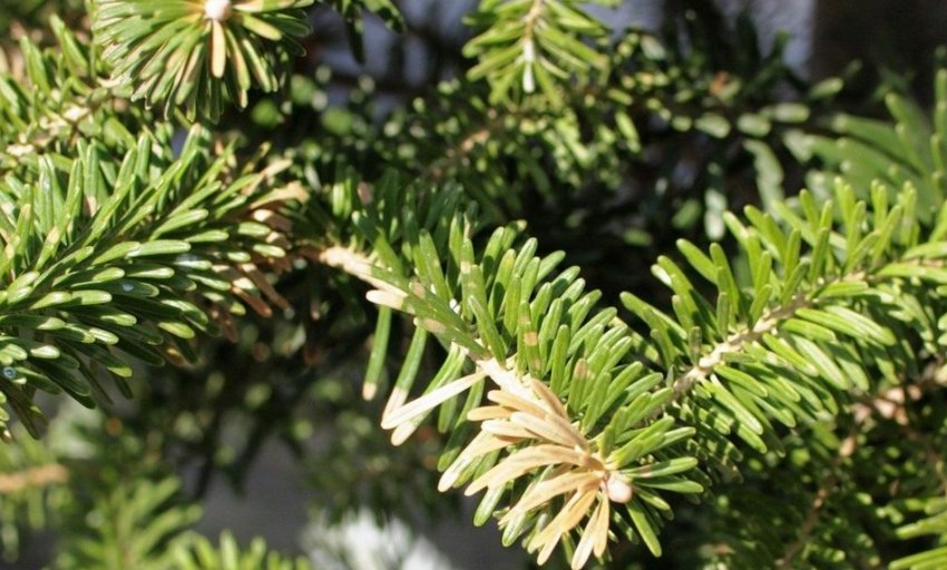 Іржа ялиці Іржа ялиці