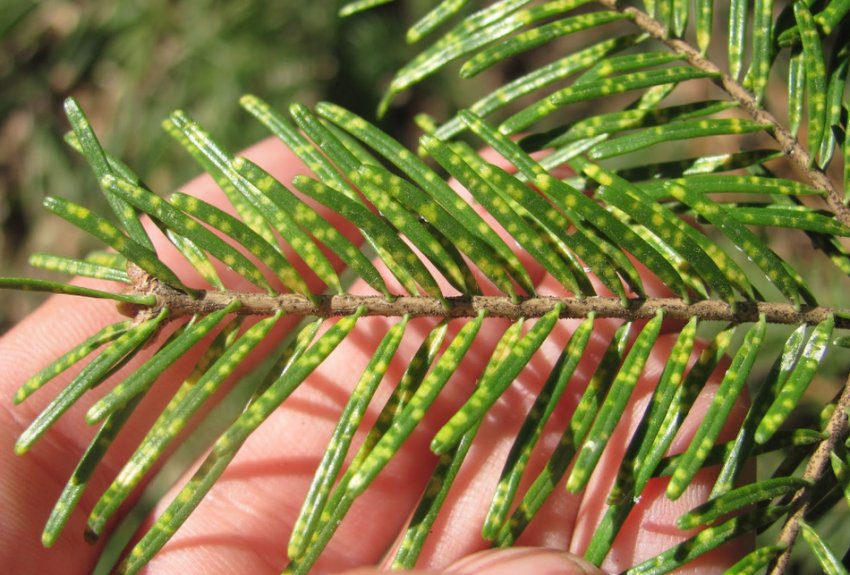 Шютт ялиці Шютт ялиці