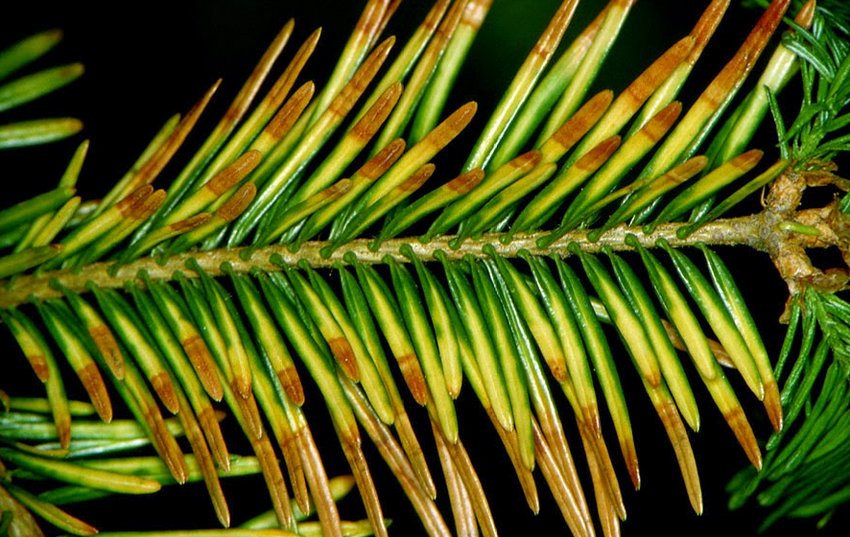 Відмирання пагонів ялиці Відмирання пагонів ялиці
