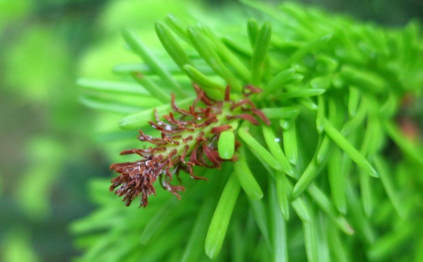 Іржастий рак Іржастий рак