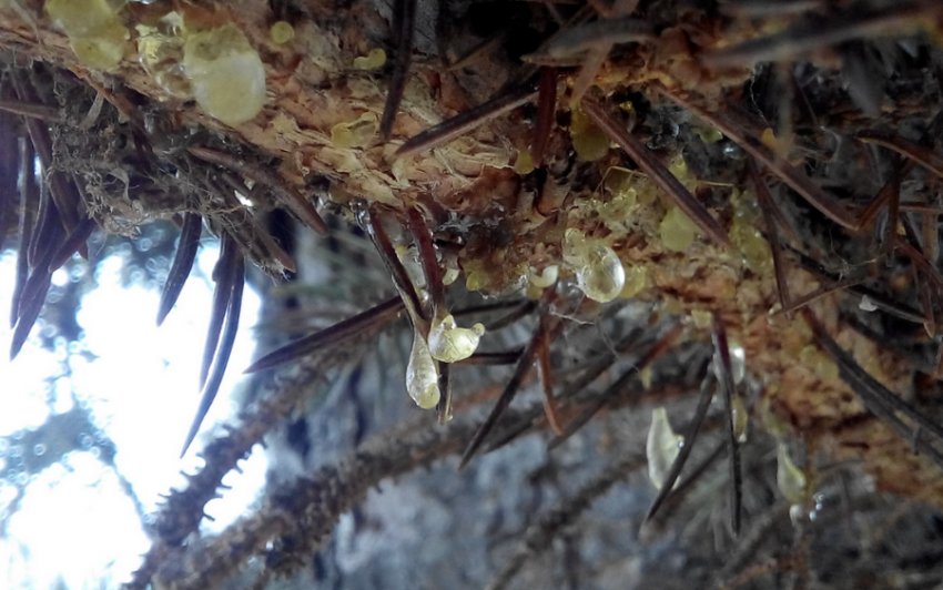 Бактеріальна водянка Бактеріальна водянка