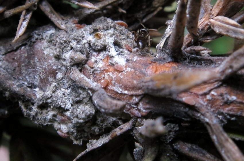 Гниль ялиці Гниль ялиці