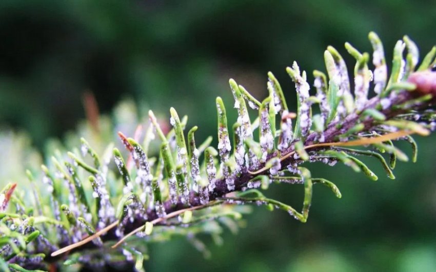 Ялицевий і гермес Ялицевий і гермес