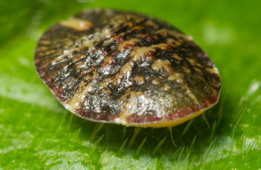 Ложнощитовки Ложнощитовки