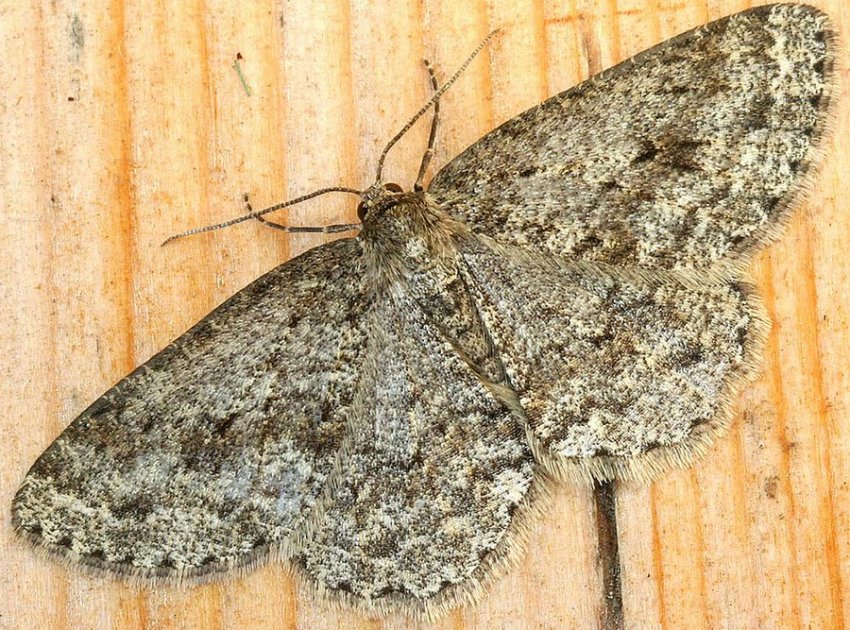 Пяденица пихтовая Пяденица пихтовая