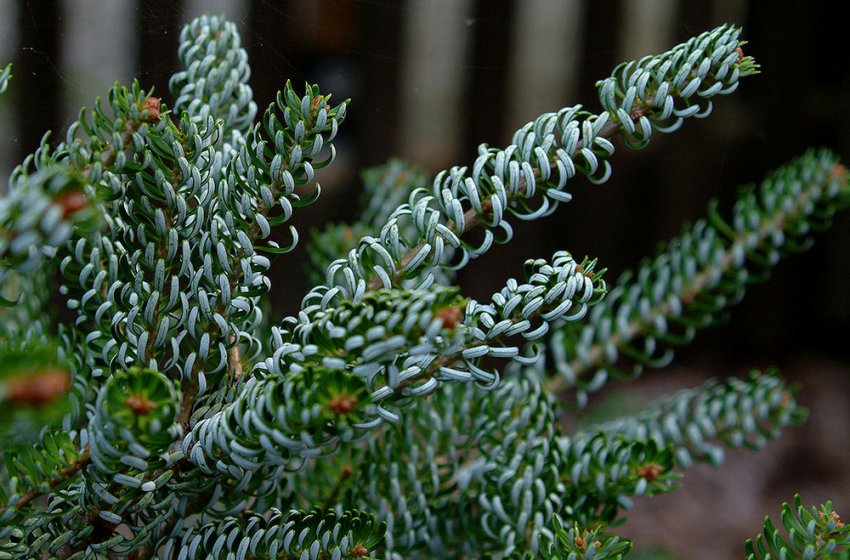 Ялиця вражена листокруткою Ялиця вражена листокруткою