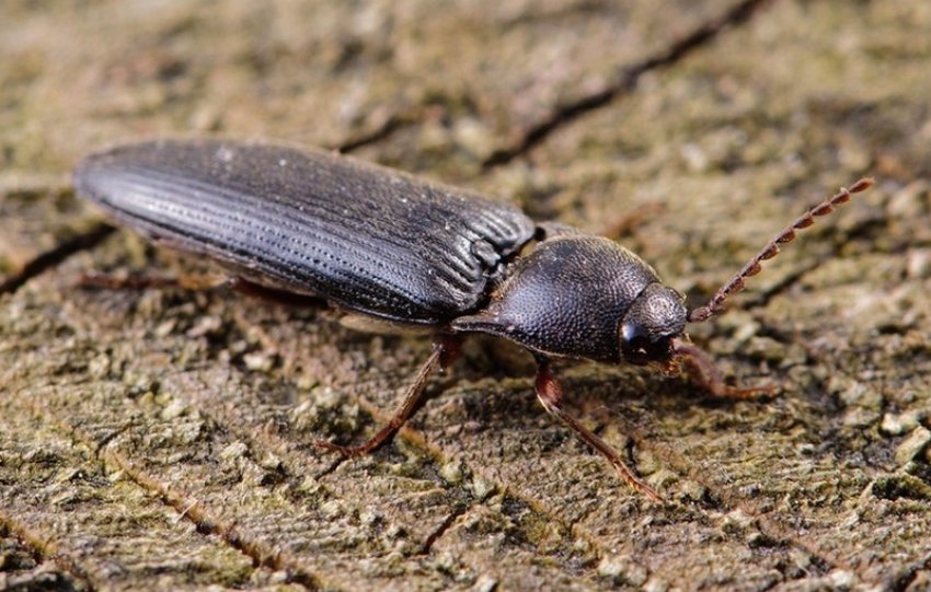 Жуки-ковалики Жуки-ковалики