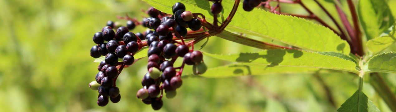 Бузина трав'яниста: опис виду та його лікувальні властивості