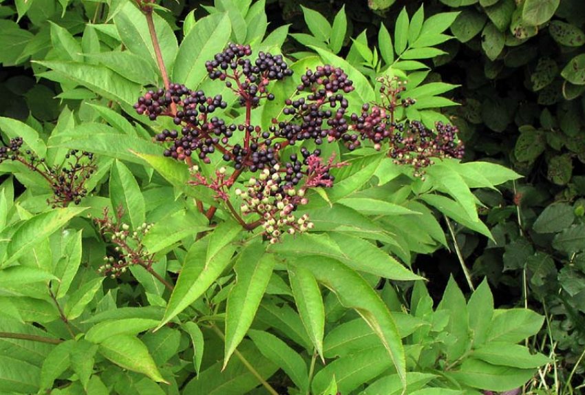 Бузина трав'яниста